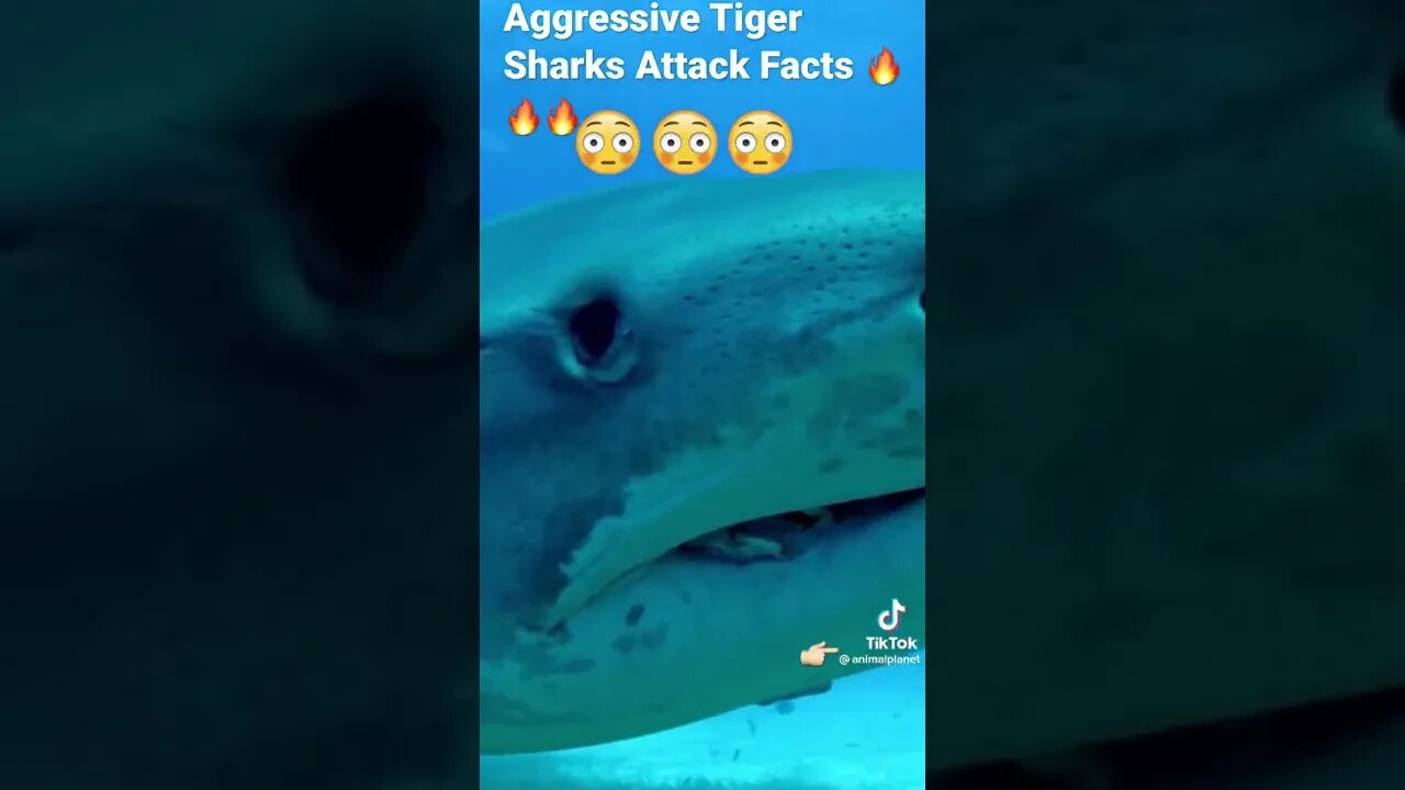 Aggressive Tiger Sharks Attack Facts 🔥🔥🔥#shorts - @animalplanet on TikTok