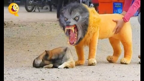 Troll Prank Dog Funny & fake Lion and Fake Tiger Prank To dog & Huge Box Prank to dog