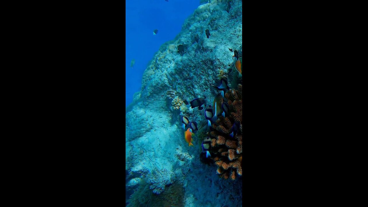 video of the ocean