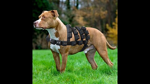 Best Dog Harness for Small Dog