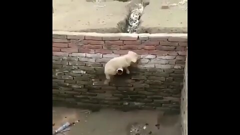 funny animal video