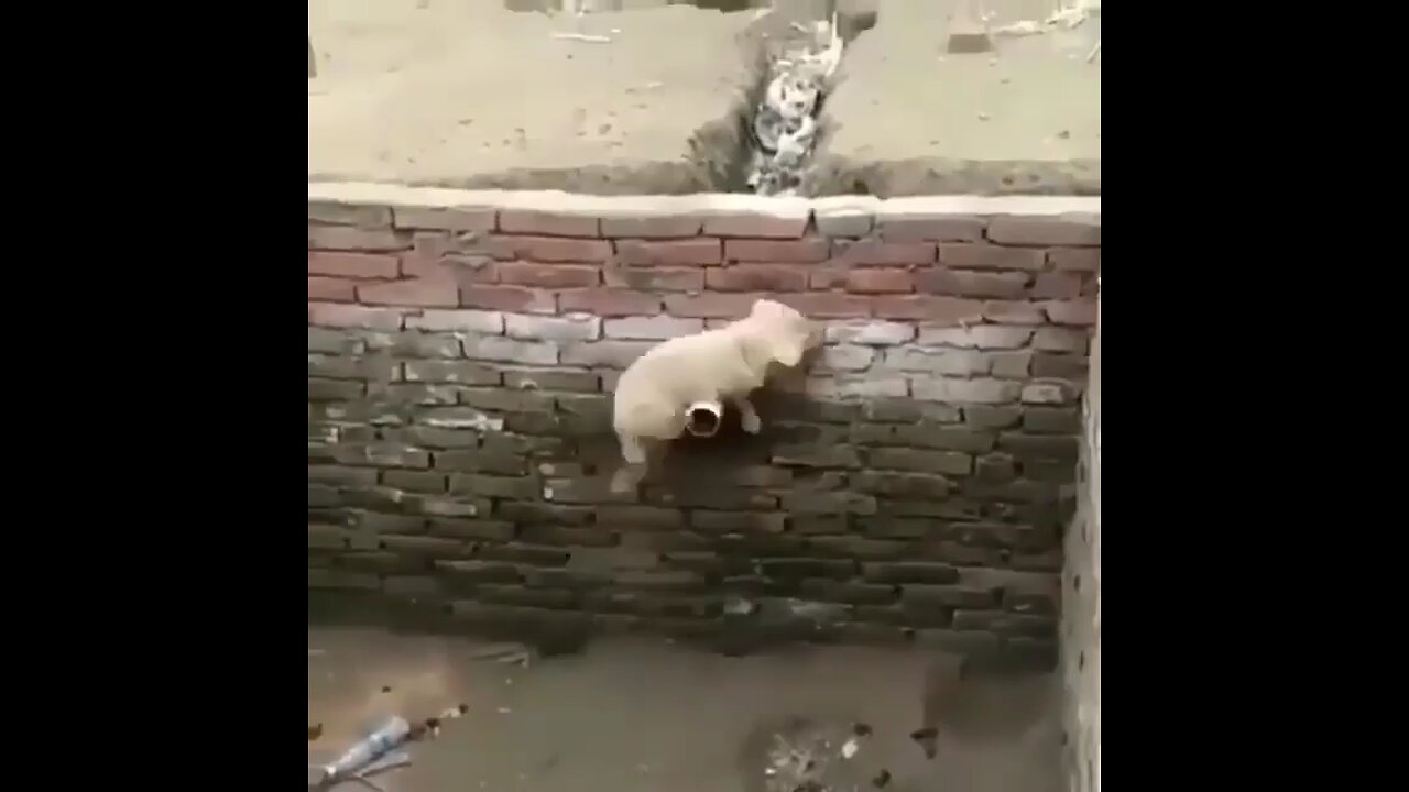 funny animal video