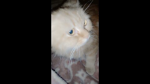Spanish Cat Vs Persian