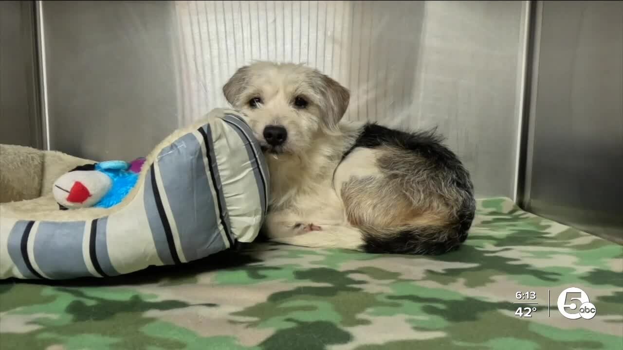 Ashtabula APL asks for community's help with donations after influx of animals