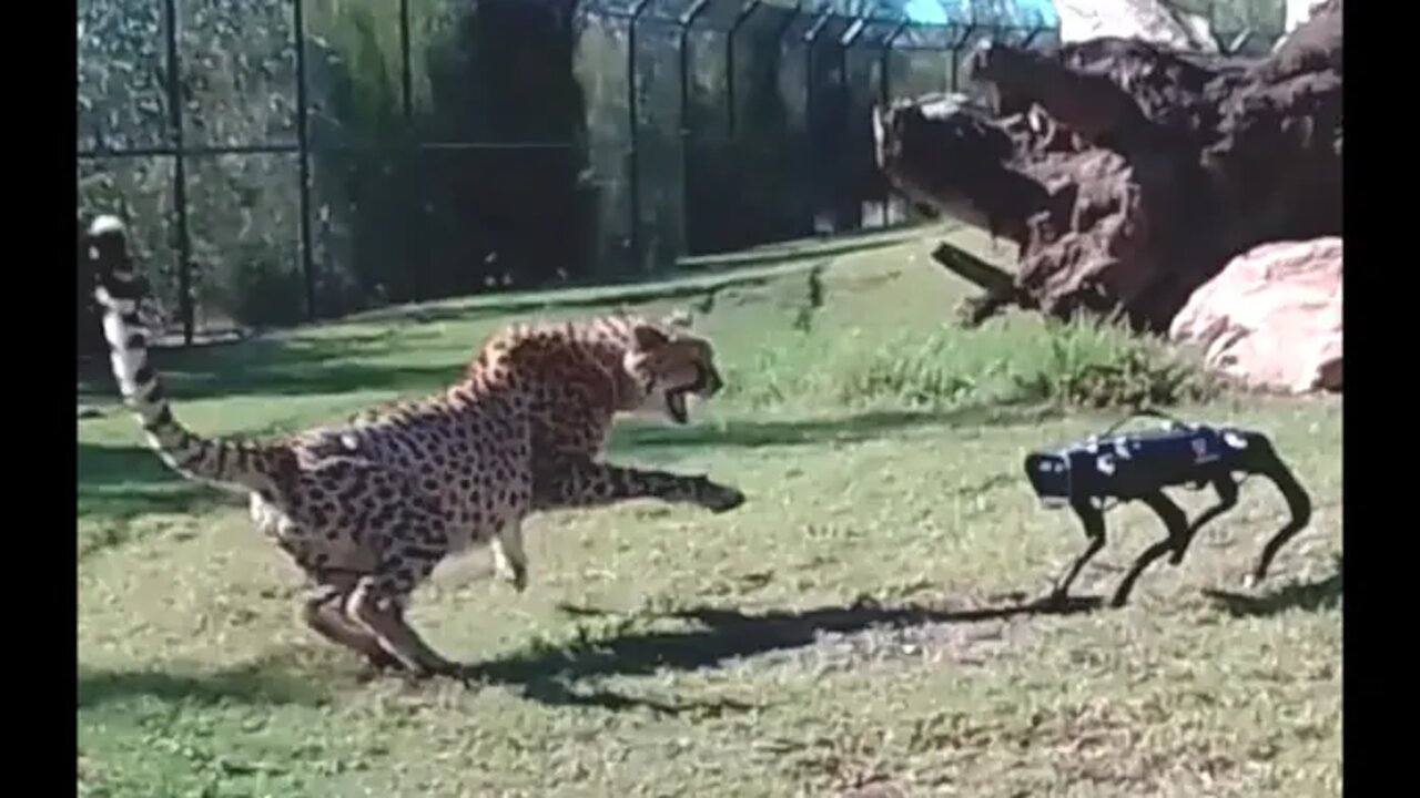 Cheetah vs Robodog - Zoo Robot Research testing