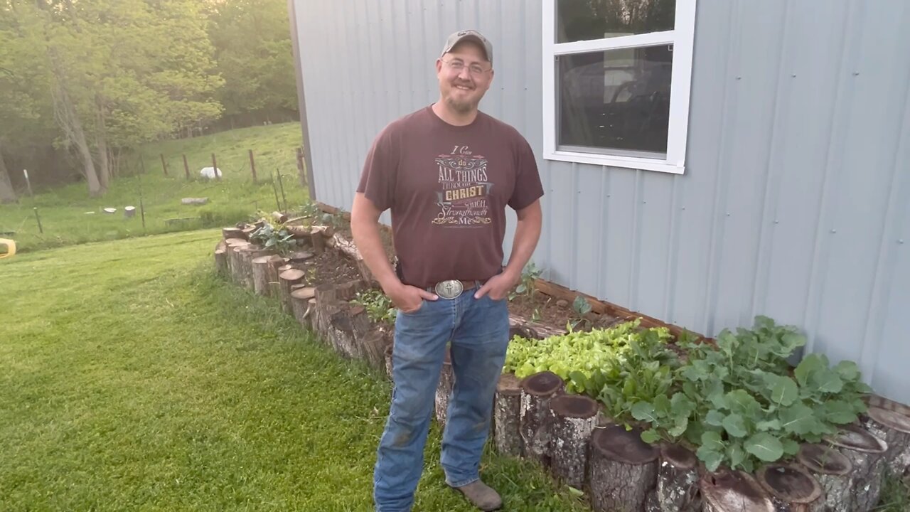 Harvesting spring lettuce from the garden