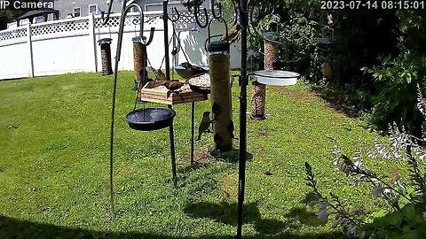 Live Bird Feed and Critter Cam Central/Upstate NY