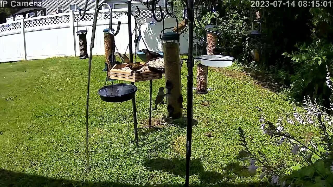 Live Bird Feed and Critter Cam Central/Upstate NY