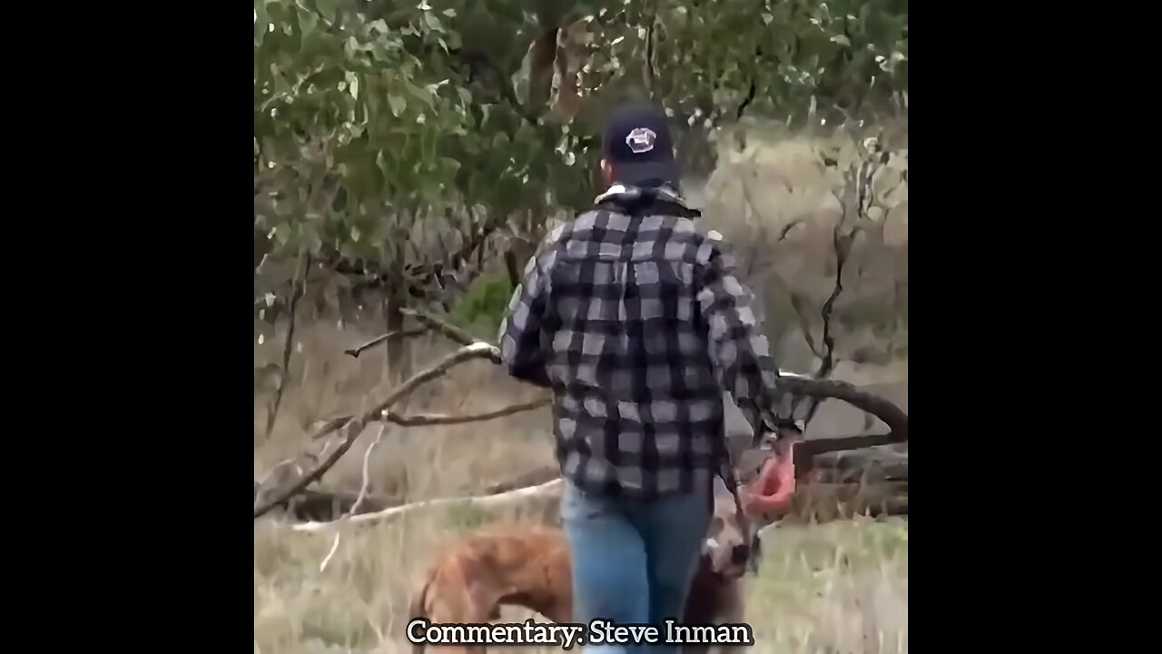 Non-essential Commentary Animal Compilation