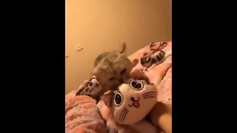Cute cats 🐱 🐈