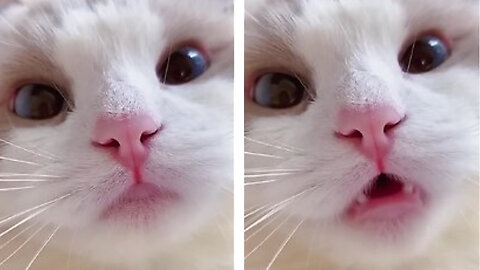 Funny cat meow baby cute❤️