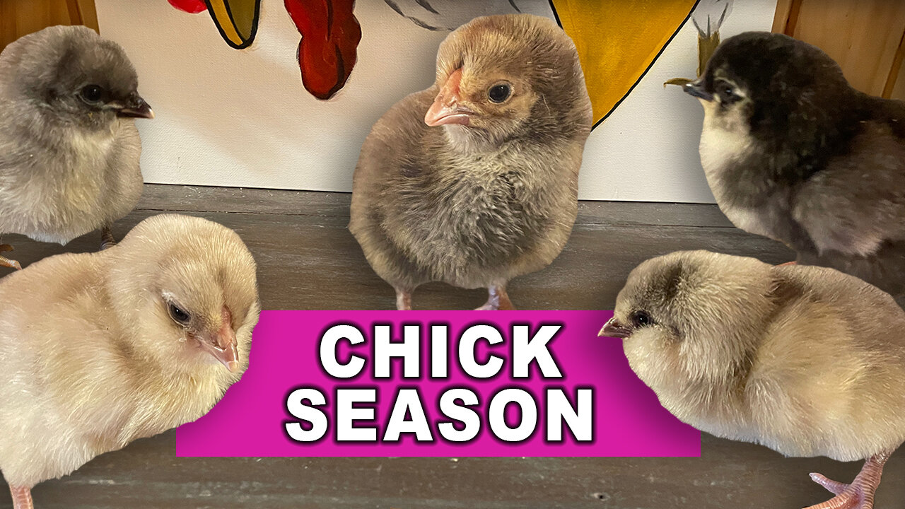 Chick Season Is Here! Baby Chickens Everywhere!