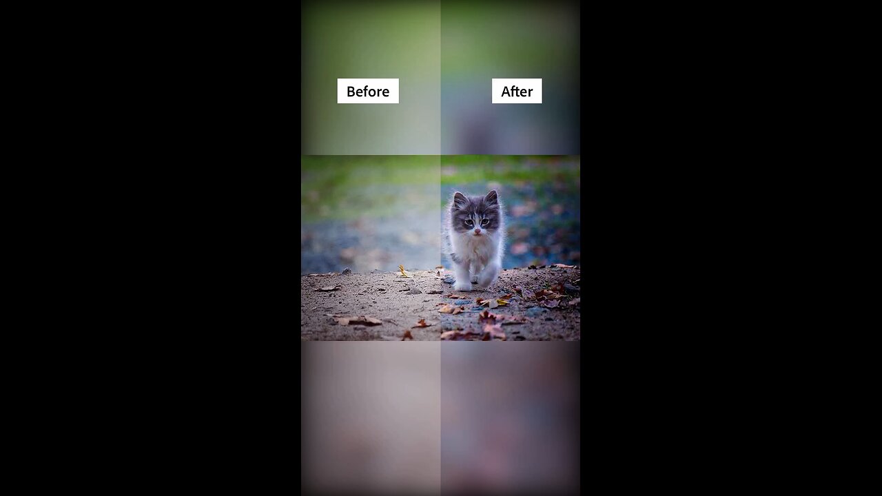 Viral cat short video
