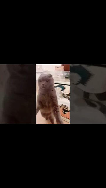 These cats FIGHT! 🤣 | Best Cat Videos 💀 #shorts#cats#entertainment#funny#fights