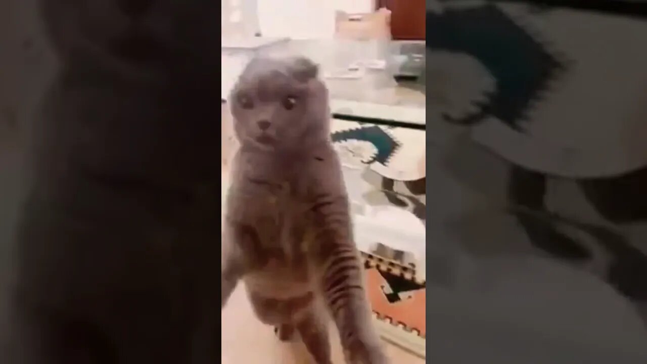 These cats FIGHT! 🤣 | Best Cat Videos 💀 #shorts#cats#entertainment#funny#fights