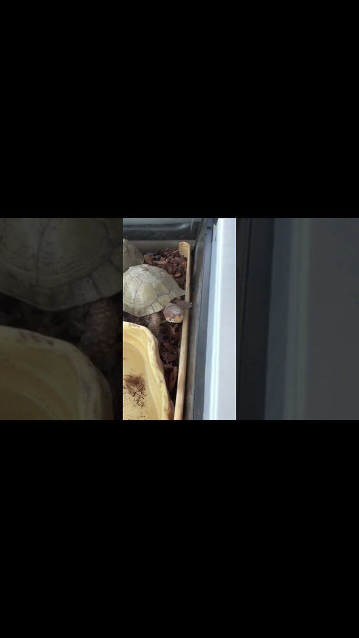 Чесалото - Chalga Party International - Простотията на един български тираджия