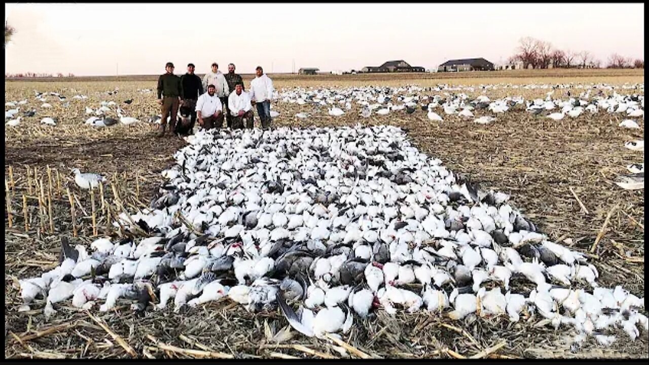 Why Do American Farmers Hunt Geese For Fun And Not Use Goese Meat?