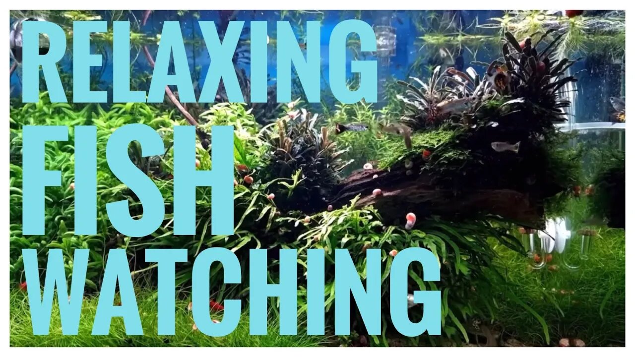 Relaxing Fish Watching with Romantic Jazz Piano Music