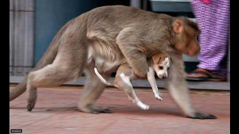 Watch what this monkey is doing with the puppy