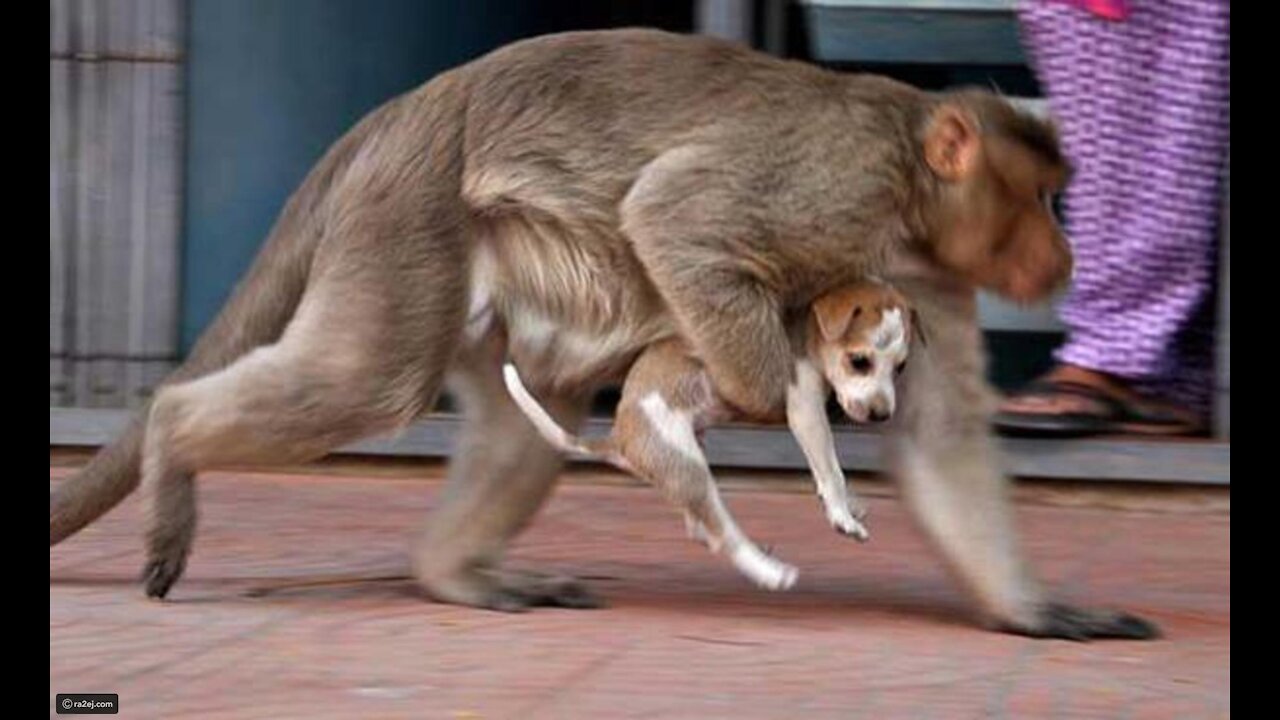 Watch what this monkey is doing with the puppy