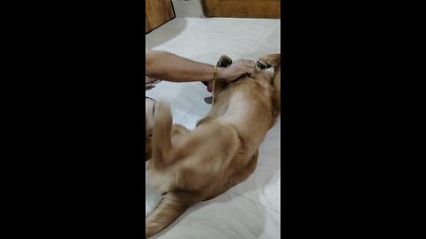 My Dog's Scratch Reflex 🐕‍🦺