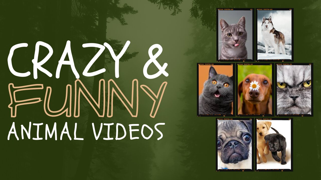 Funny Animal Videos 2023 Best Dogs And Cats Videos