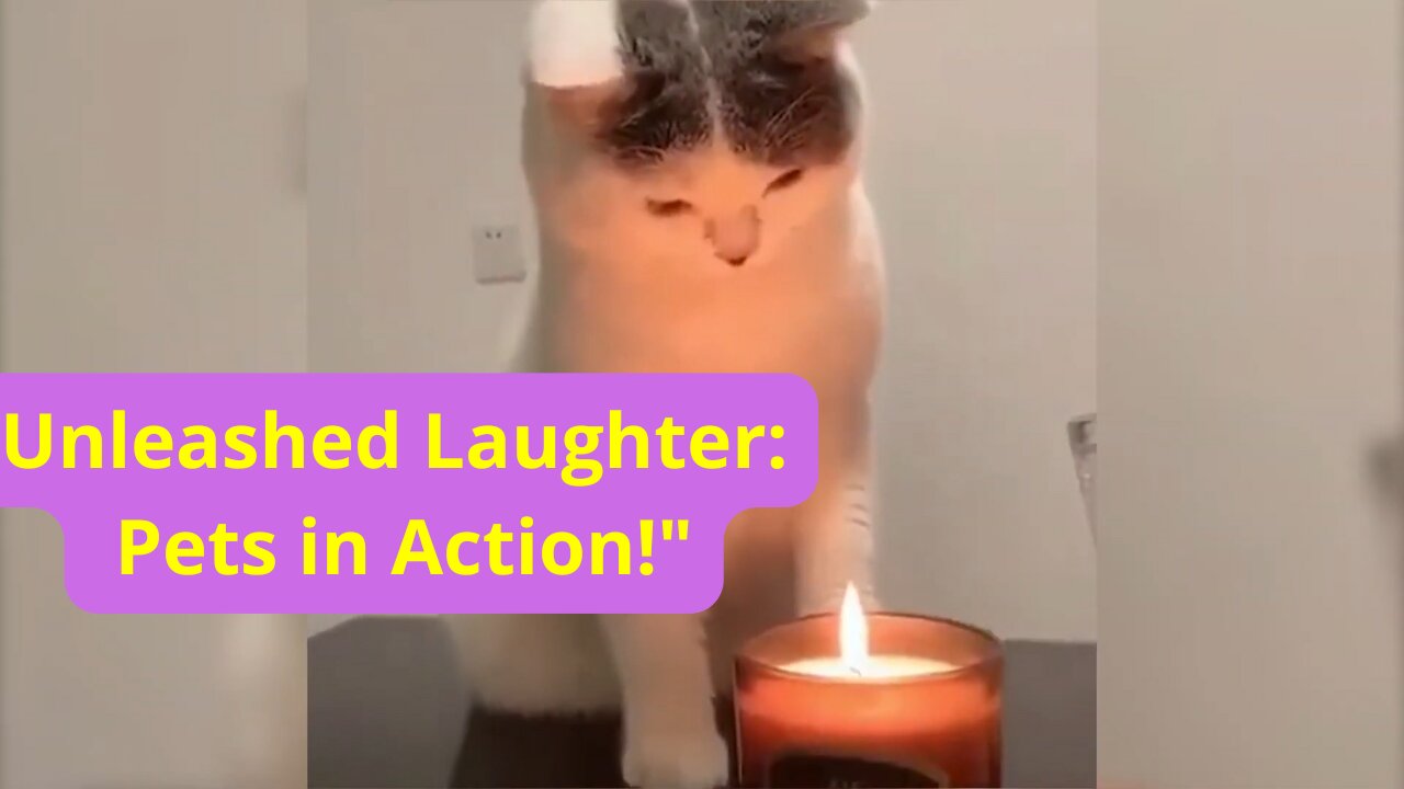 Unleashed Laughter: Pets in Action!"