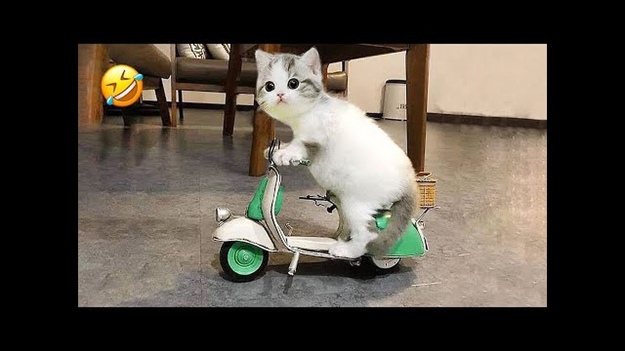 New Funny Animal 2023 Funniest Cats And Dogs Videos #12