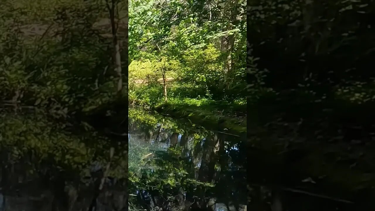 The Black Pond at Alfred B. Maclay Gardens State Park 10 #shorts