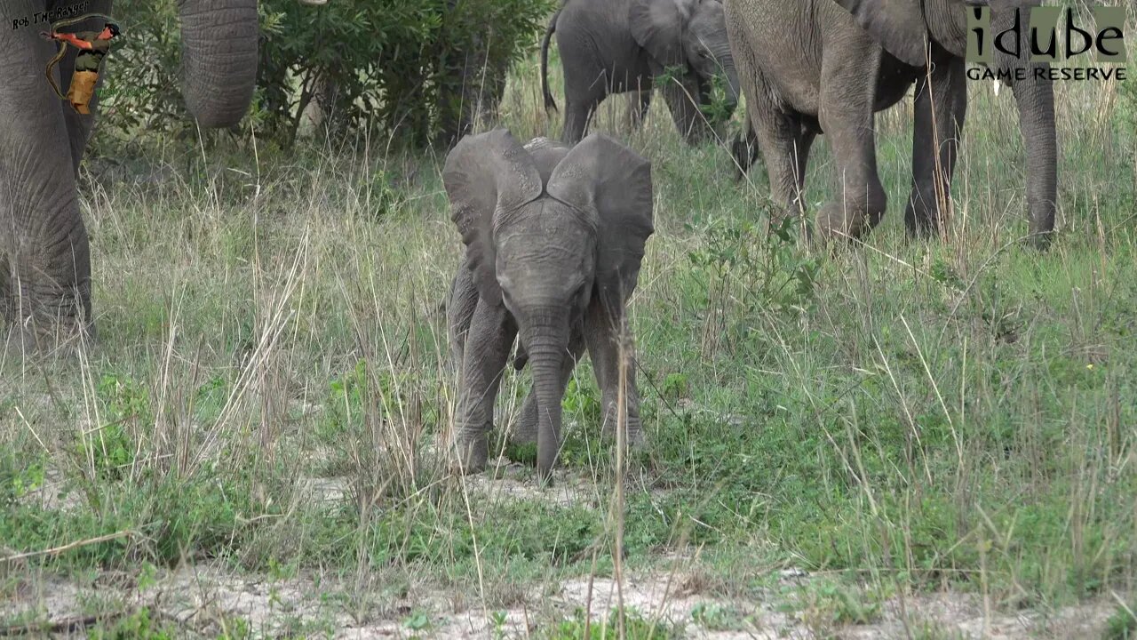 Elephant Herd Antics