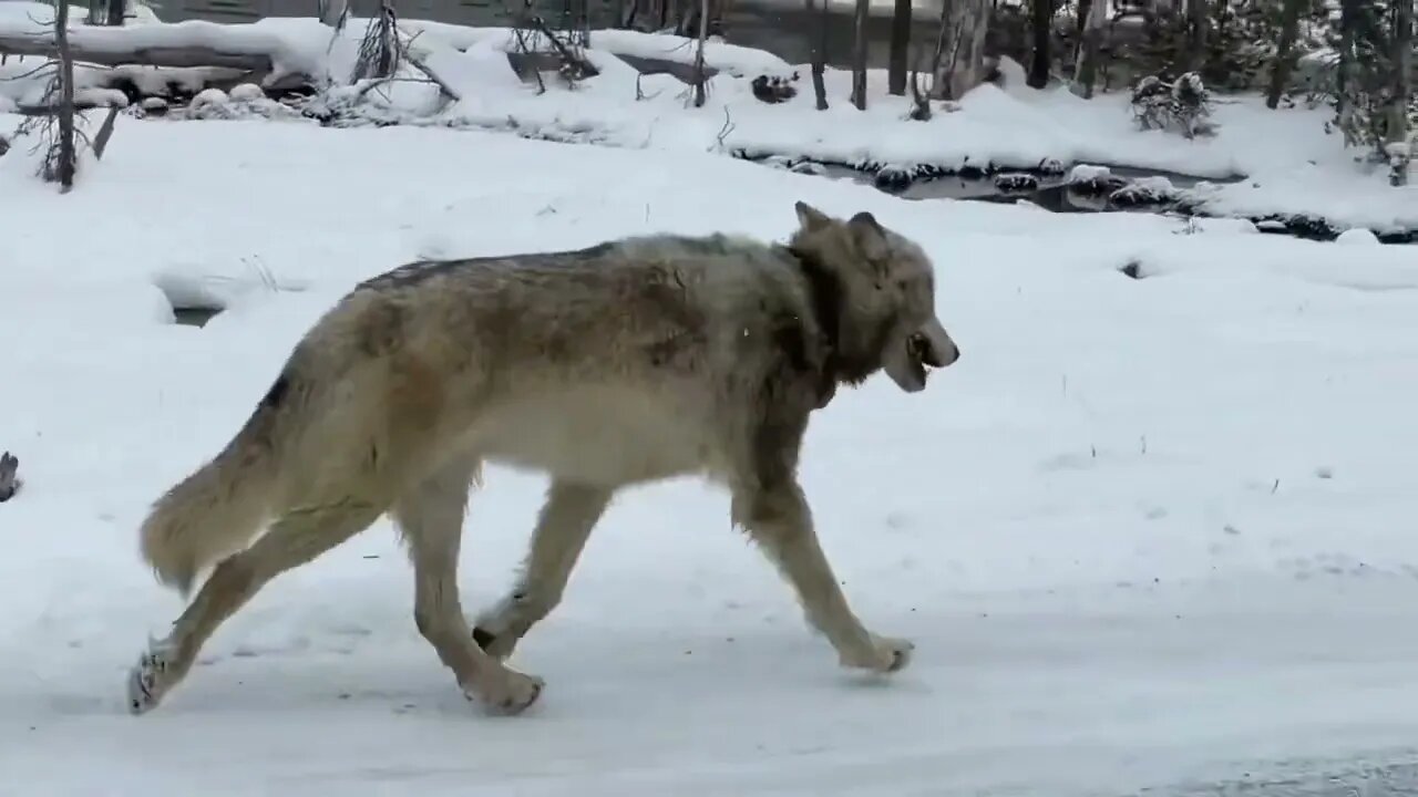 Yellowstone Opening Day 2022 - A Lone Wolf Howls - Incredible #FaithToAct