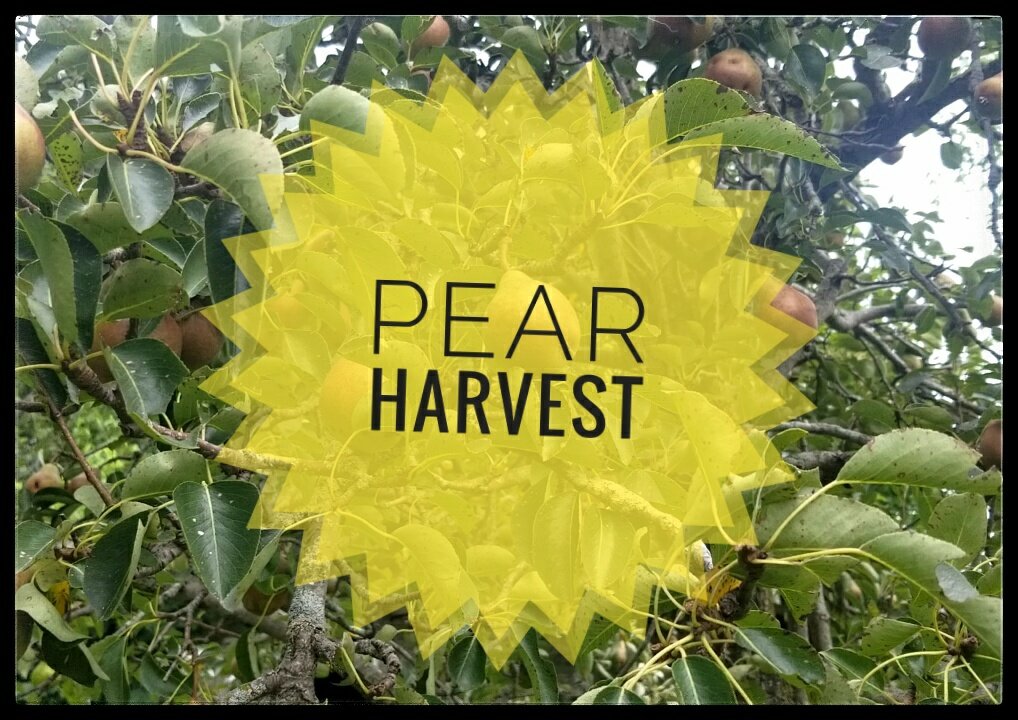 Harvest Pears with Me