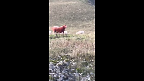 Legit red sheep