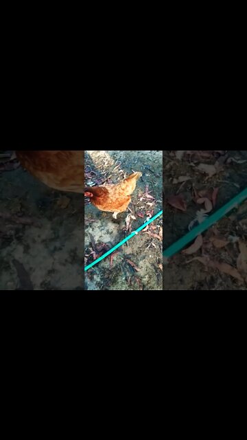 Good morning Rhiannon Rusty P2 21st September