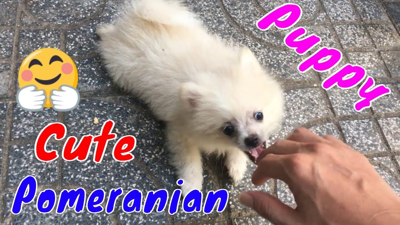 Cute puppy- Best cat short videos 😀#cat videos#funnytwit.