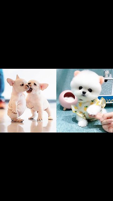 Baby Dogs Cute and Funny Dog Videos Compilation 2023 Plzz Respect Animal