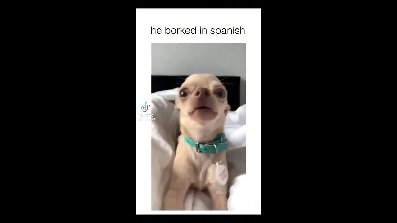Funny Dog Compilation 😂🤣😂 | Funny | Dog | Entertainment