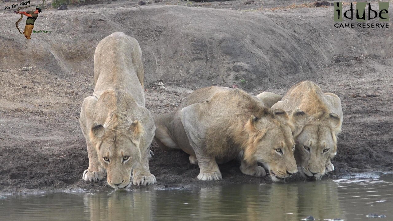 Mangheni Males, Sons Of Majingilane, Grandsons Of Mapogo