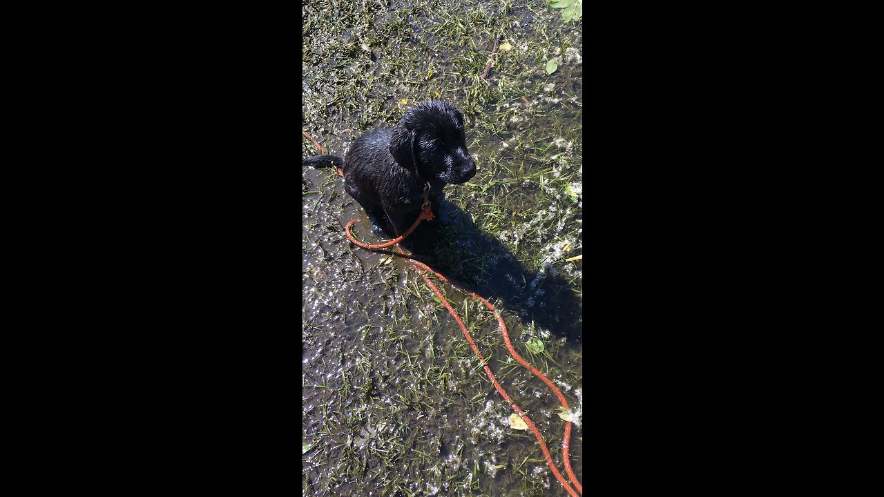 Lab Puppy First Water Retrieve
