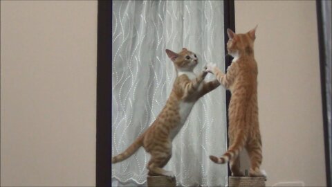 Kitten vs Mirror !! The duel with no winners !