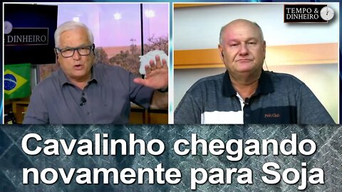 Cavalinho chegando novamente para Soja