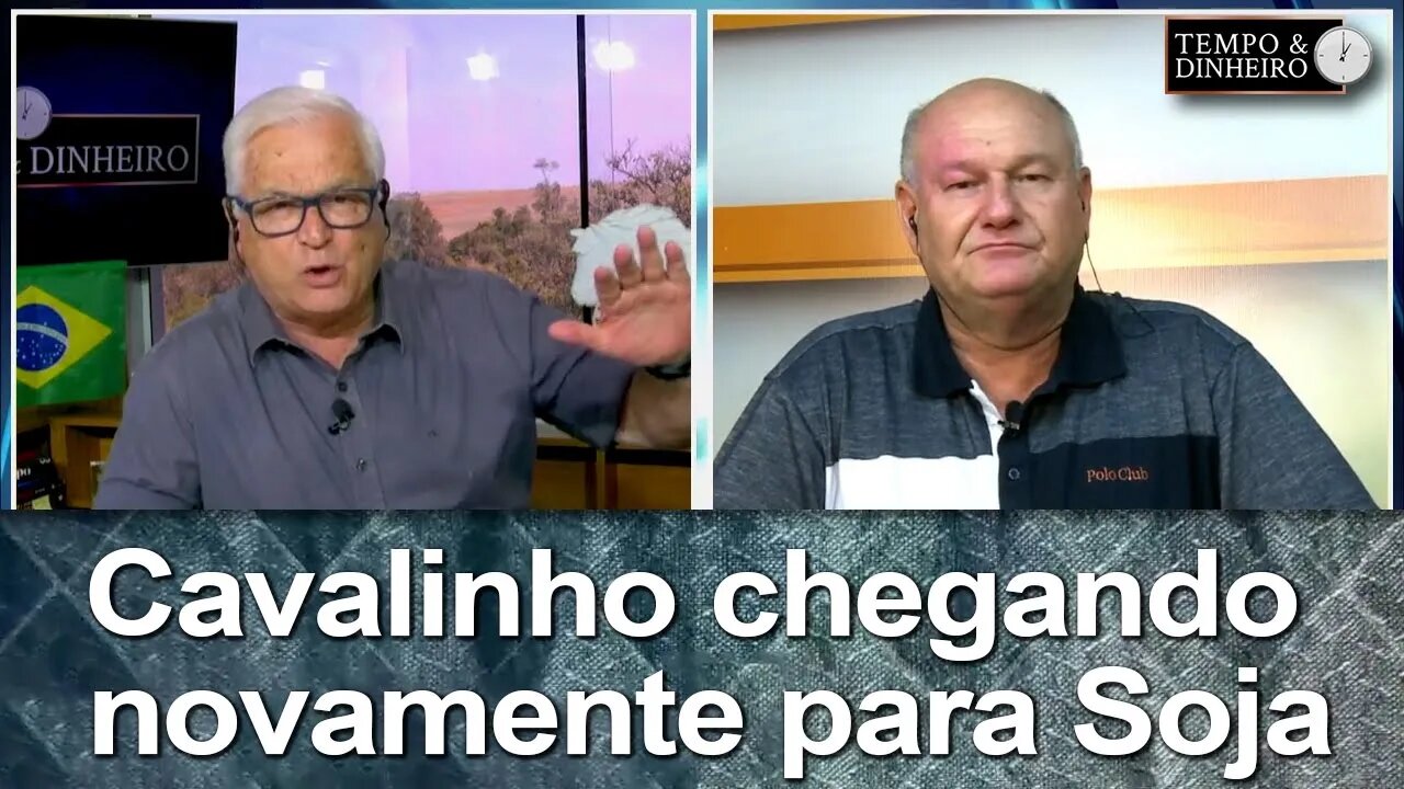 Cavalinho chegando novamente para Soja