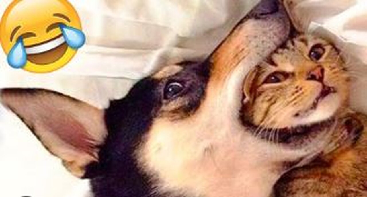 cat lives in dog's mouth!