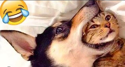 cat lives in dog's mouth!