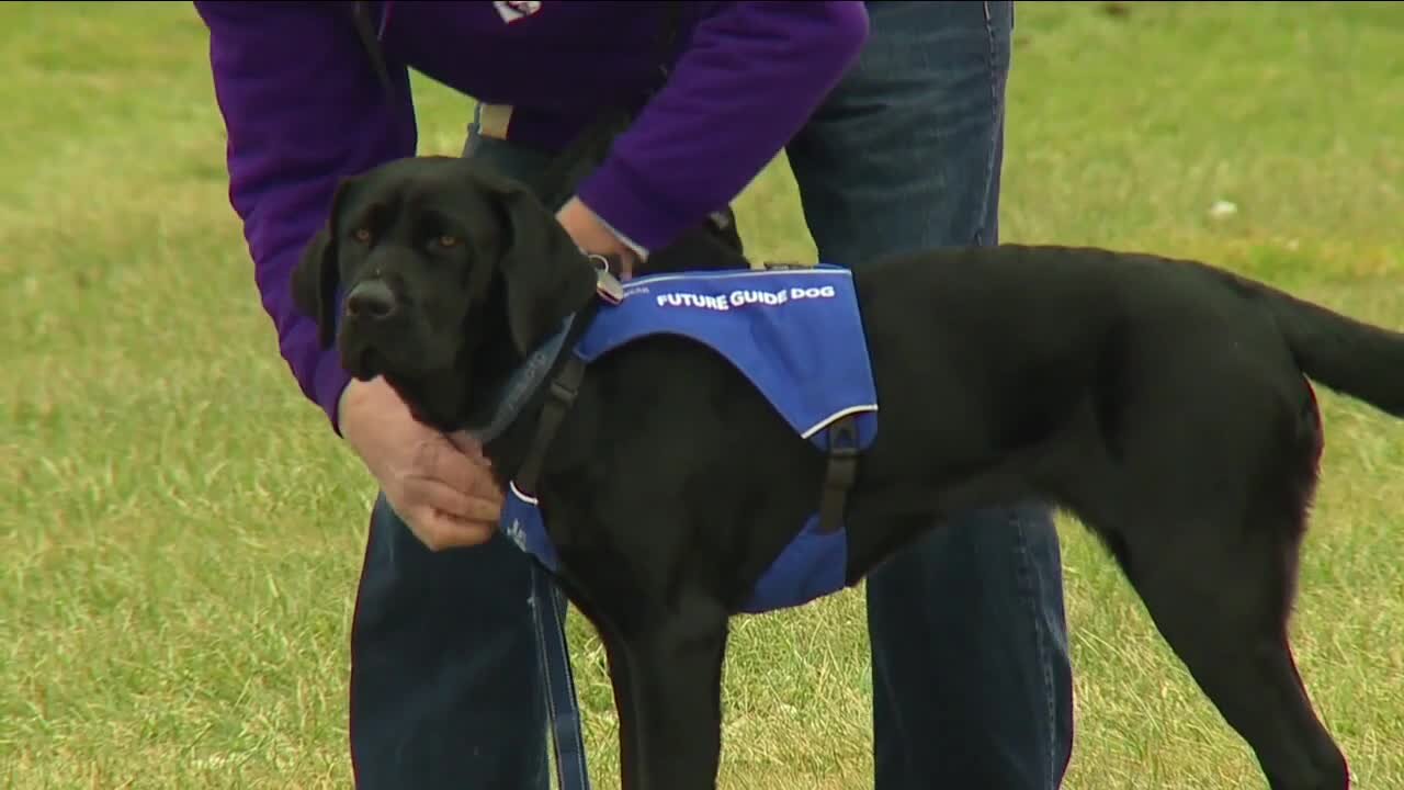 Nonprofit flies puppies to Northeast Ohio to begin training as guide dogs for the blind