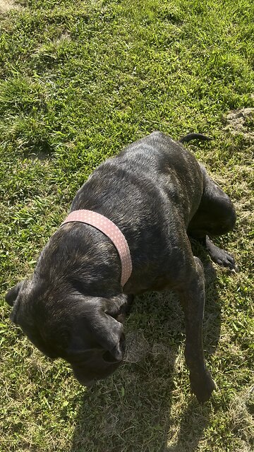 Great Dog to Have 🐕‍🦺 #ChamberlinFamilyFarms #englishmastiff #dog #obedience