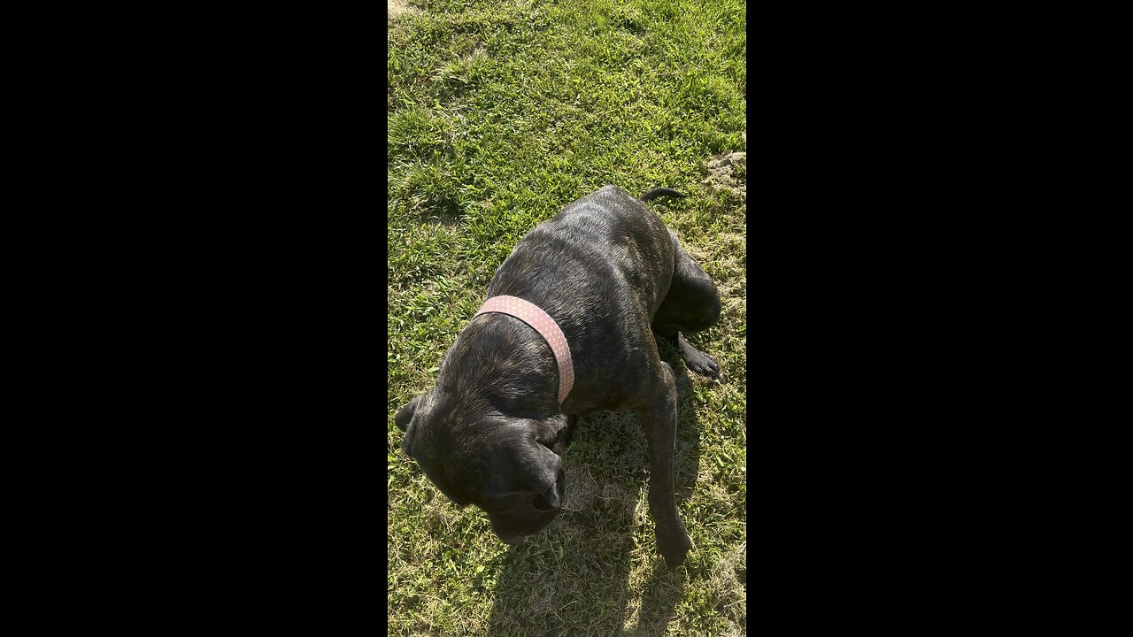 Great Dog to Have 🐕‍🦺 #ChamberlinFamilyFarms #englishmastiff #dog #obedience