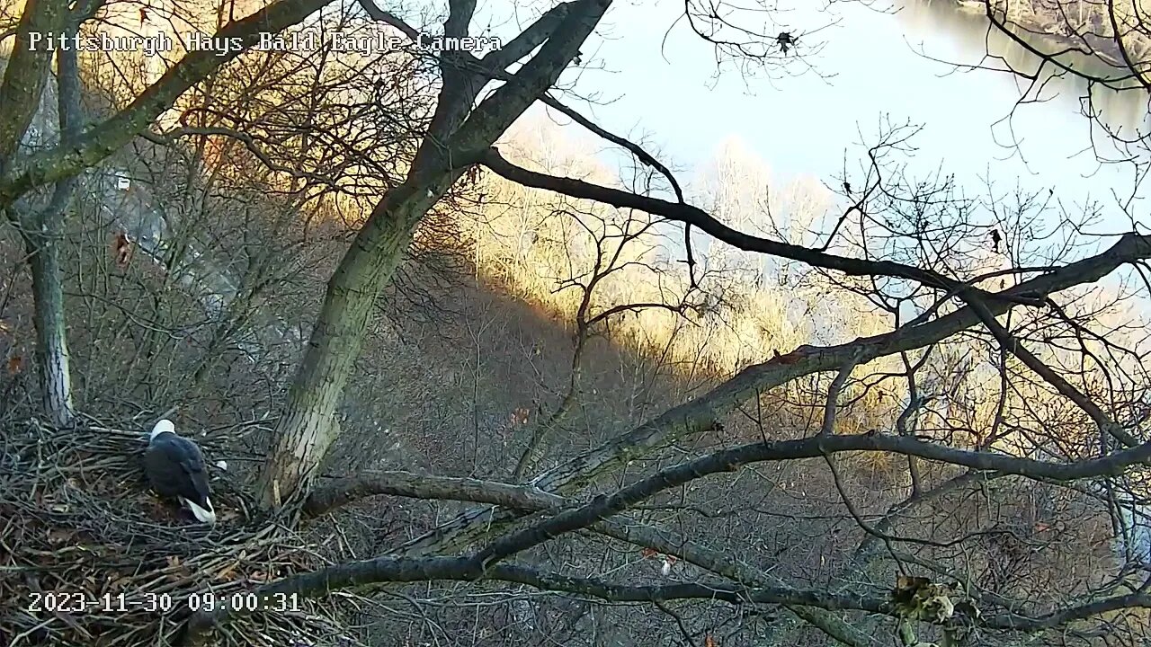 Hays Eagles Beautiful view of the Hays nest area, M shows us a gorgeous flyoff! 11-30-2023 9:00am