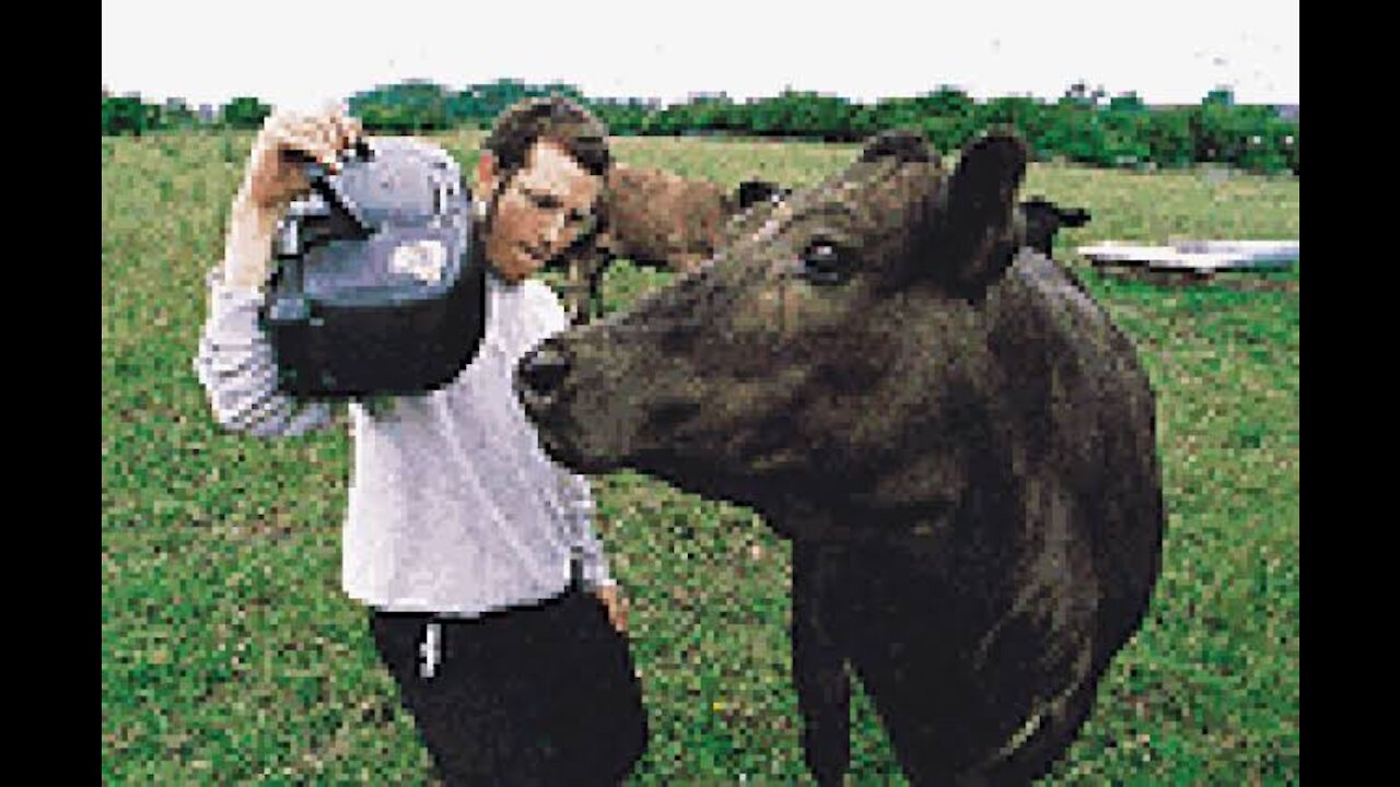 Enjoy your time watching the cows when listening to music