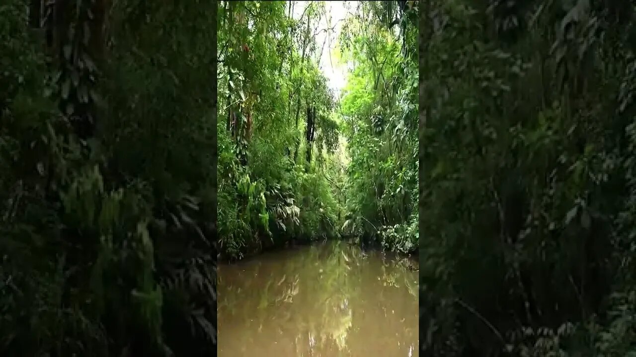 jungle#nature#forest#shorts